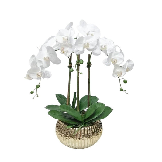 White Orchid Plant in Round Gold Hammered Vase
