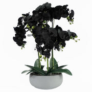 Orchid Black, Grey Ceramic Planter