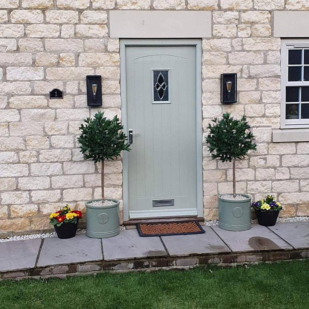 Bay Laurel Trees Large Statement Entrance Trees: 90cm Straight