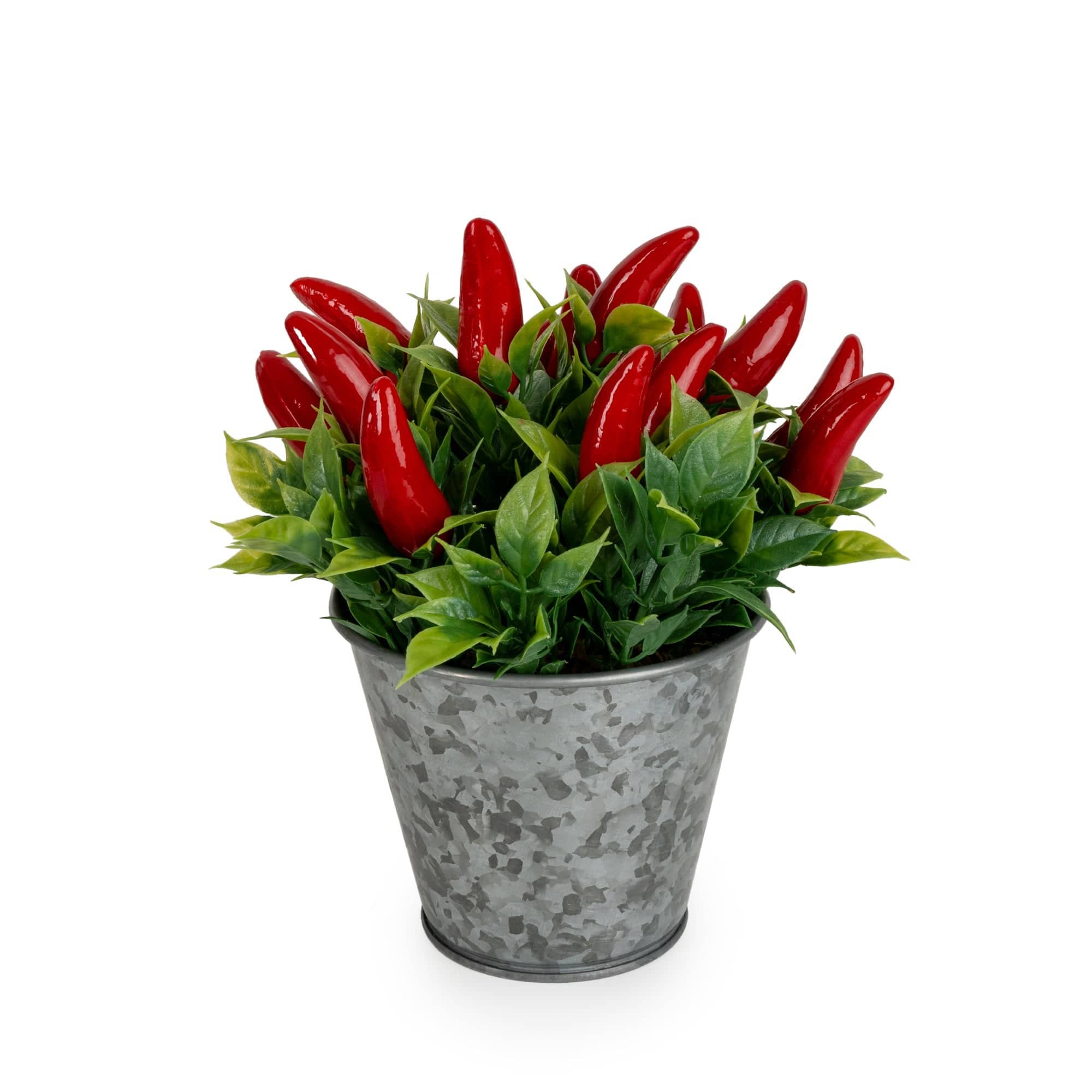 15cm Chillies in Tin