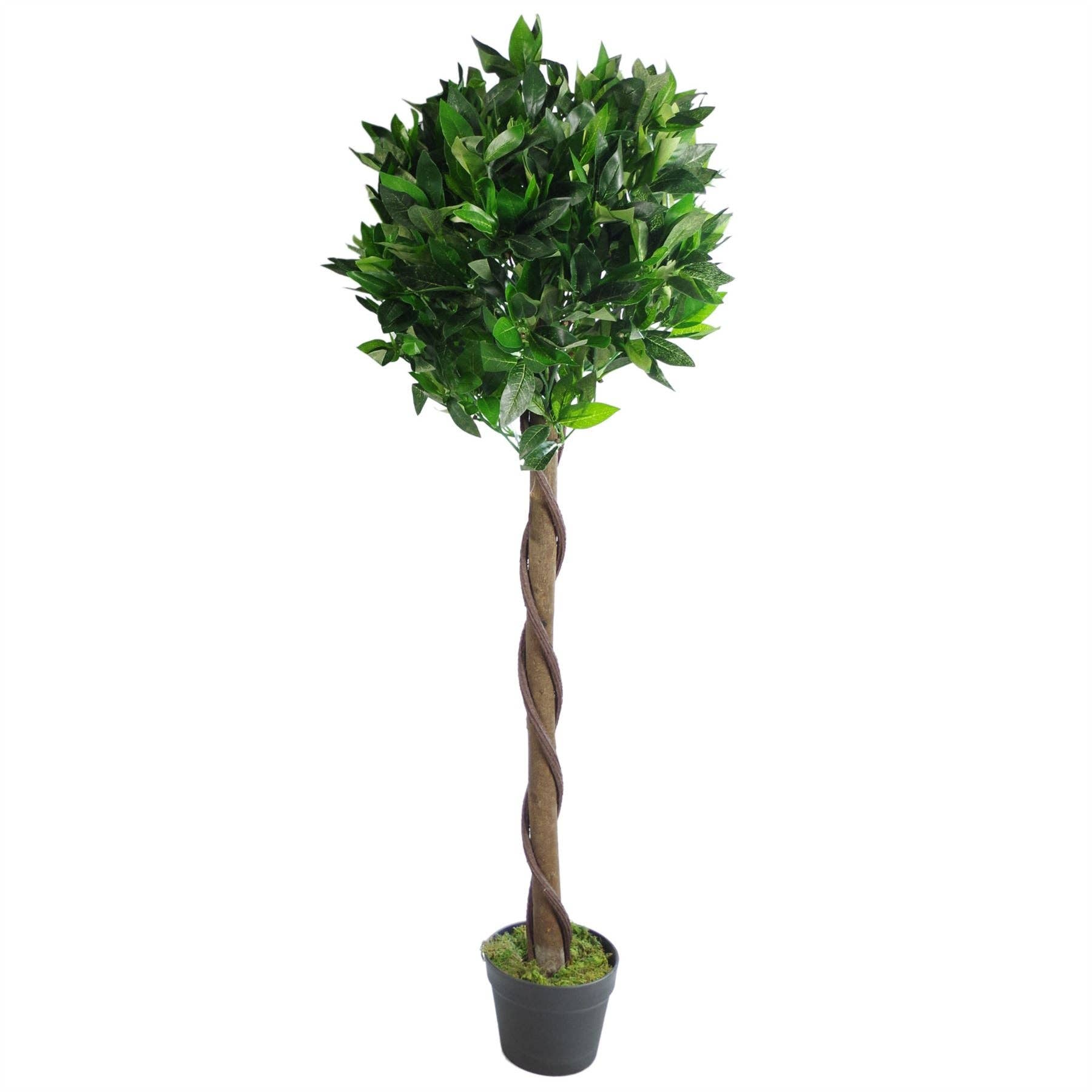 Bay Laurel Trees Large Statement Entrance Trees: 120cm