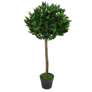 Bay Laurel Trees Large Statement Entrance Trees: 90cm Straight