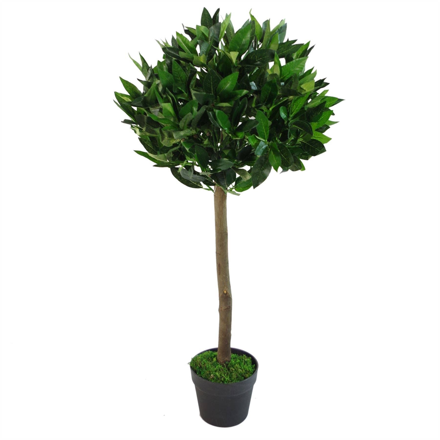 Bay Laurel Trees Large Statement Entrance Trees: 90cm Straight