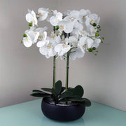 Orchid White, Black Ceramic Planter